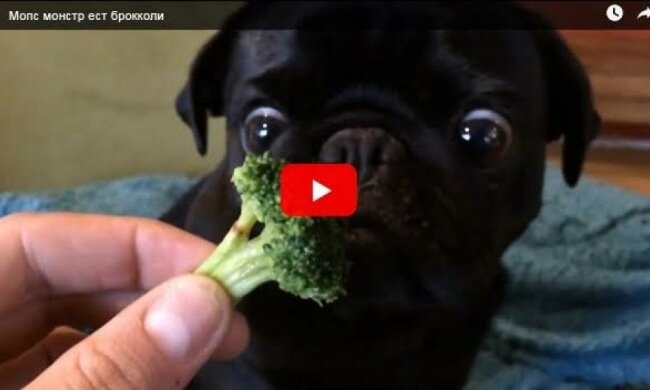 Мопс-веган підкорив собачників