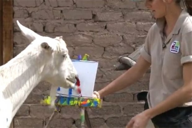 Козел-живописец живет в американском зоопарке 