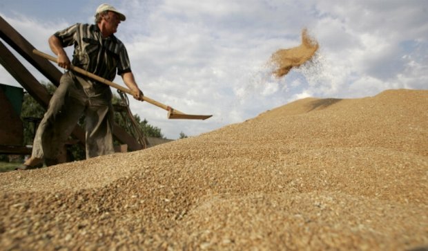 Влажное лето уничтожает урожай продовольственной пшеницы на Херсонщине 