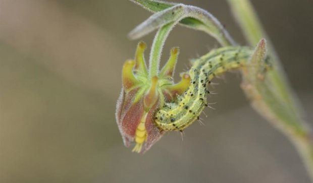 Обнаружили растение, защищающееся от насекомых трупами других насекомых