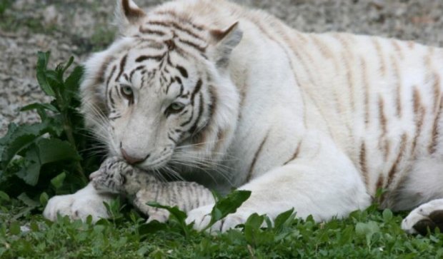 У Тигрюлі померло друге тигреня 
