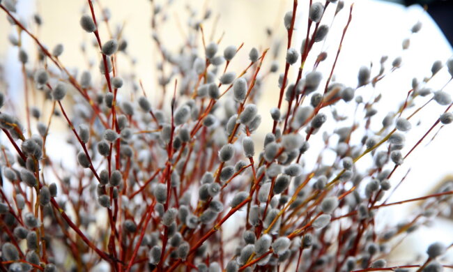 Гілочка принесе щастя та мир: привітання у прозі на Вербну неділю, щоб викликати посмішку