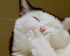 Всемирный день кошек 2017: история и традиции праздника