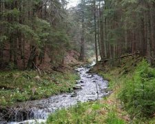 Яценюка просят позволить вырубку высокогорных лесов