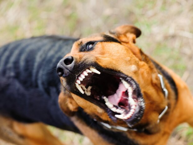 Стережіться собак: Франківщину атакувала страшна хвороба, терміново оголошено карантин