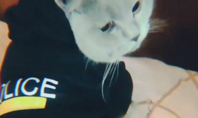Кіт-поліцейський, скріншот: Instagram