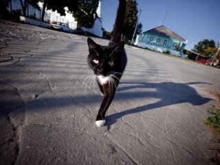 черная кошка, фото из свободных источников