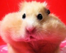 Чем опасны экзотические животные для детей