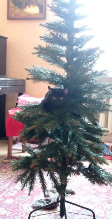 Кіт на ялинці: фото Знай.юа