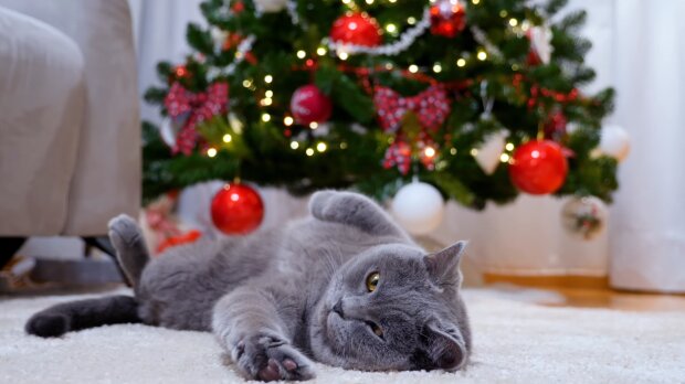 Новогодний кот, фото Знай.ua