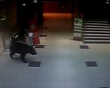 В Хабаровске медведь ворвался на территорию детсада (видео)