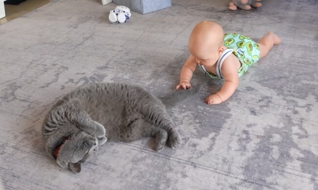 Котик и ребенок, фото: Знай.ua