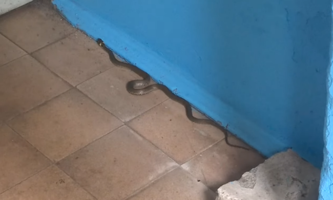 Змея в подъезде дома. Фото: скрин youtube