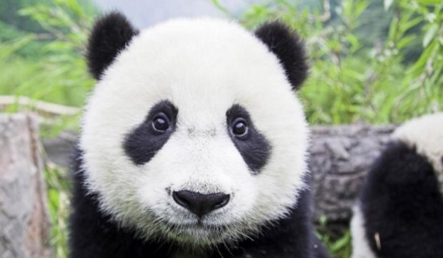 Панда-именинница стала звездой YouTube