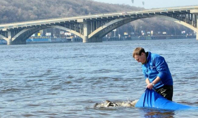 Экологи бьют тревогу: в Украине рыбу можно будет увидеть только в зоопарках