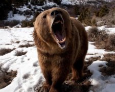 Бавились на вертолітному майданчику: у Росії ведмідь напав на дітей