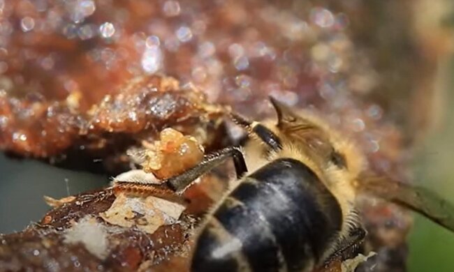 Пчелы, фото: кадр из видео