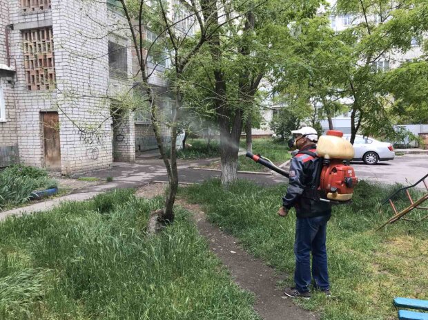 Бердянск оккупировали голодные и наглые твари, пожирающие деревья
