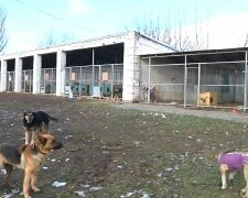 У Львові у безпритульних собак з'явиться шикарний дім - мрія кожного песика