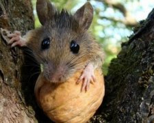 Митники "згодували" мишам 2 тонни горіхів