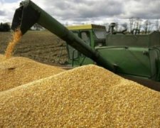 В Україні намолотили понад 46 мільйонів тонн зерна