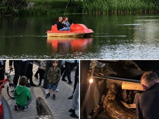Сом з озера Балатон у Варшаві