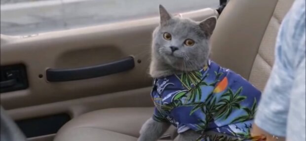 Кіт, фото: скріншот з відео