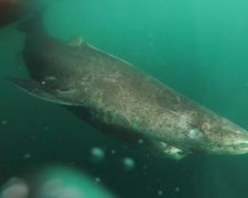 Ученые обнаружили 400-летнее морское существо
