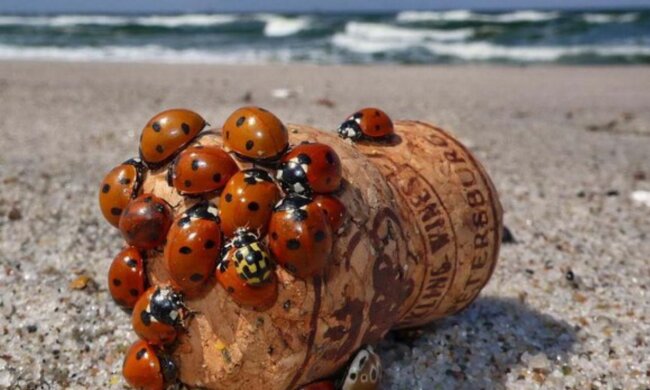 Божьи коровки, скриншот: YouTube