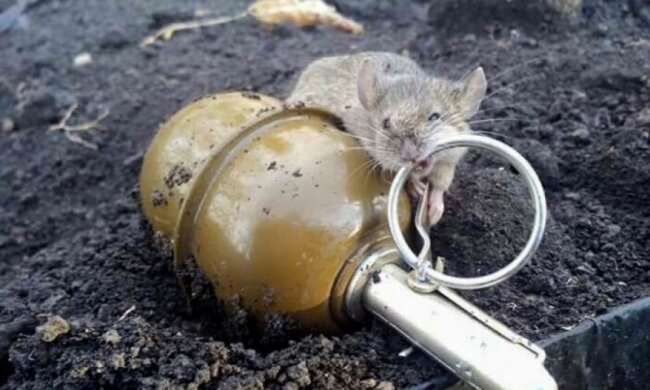 Боевая мышь бойцов АТО покорила сеть
