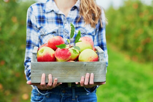 Яблуко-гігант: запоріжці похвалилися незвичайним фруктом, - фото, від яких ви "ахнете"
