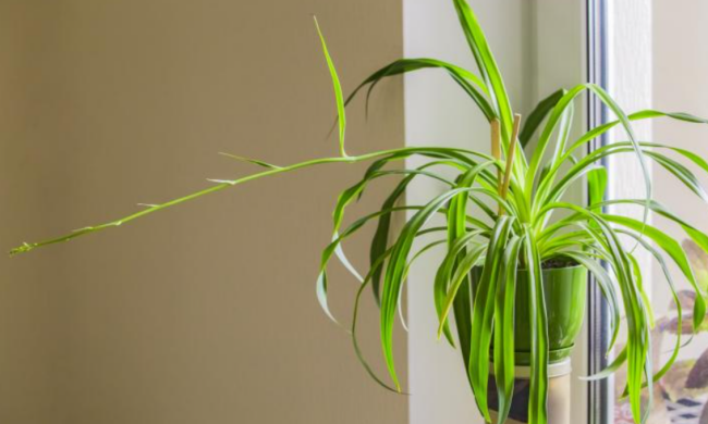 Комнатные растения / фото: Pinterest