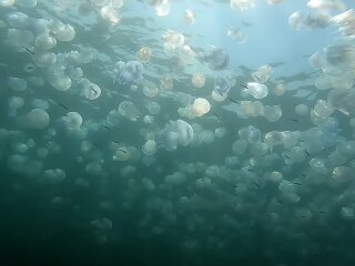 Медузы, скриншот: Youtube