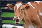 В Росії пропонують годувати санкційними продуктами худобу