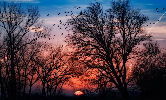 Прогноз погоды до Нового года 2020: "Скоро в Украине будем сажать пальмы"