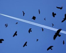 Війна за небо: птахи ледь не знищили малайзійський лайнер