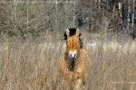 У Чорнобилі засікли легендарних коней Пржевальського: лише погляньте, які красені!
