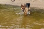 Собака, фото: скриншот из видео
