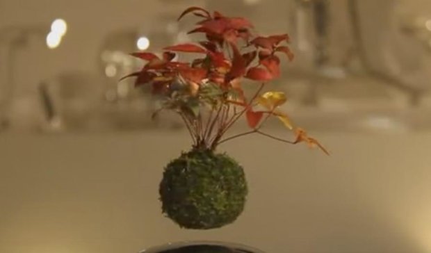 Японцы изобрели дерево, которое умеет летать (видео)