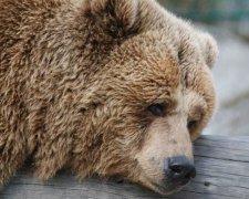 З'ївши ведмедя, 18 росіян потрапили до лікарні