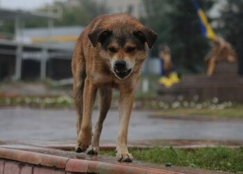 Безпритульна собака. Фото з відкритих джерел