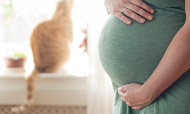 В Днепре кошка устроилась в роддом "на работу": вы не поверите, чем занимается четверолапая медик