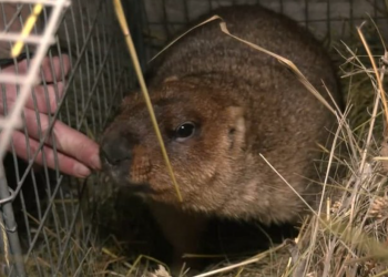 Сурок Тимка, фото: suspilne.media
