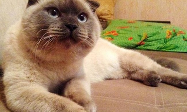 Кот стал мэром Барнаула (фото) 