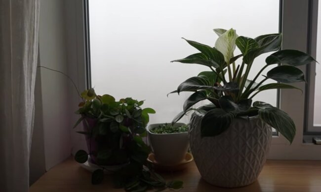 Кімнатні рослини. Фото: скрін youtube