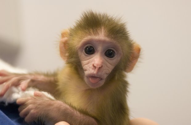 Від мавпи до людини: генетики перевернули догори дригом закони Всесвіту