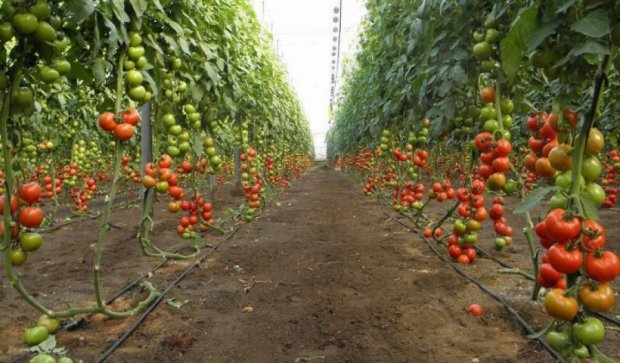  Импортозамещения овощей будет стоить России 300 млрд рублей - эксперт