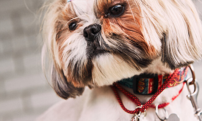 Украинский стартап Animal ID