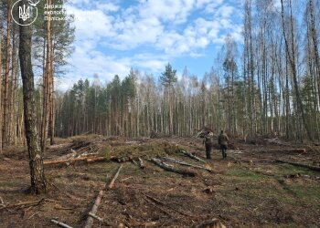 незаконна вирубка дерев