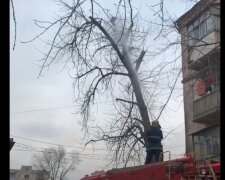 В городе Зеленского испуганную кошку сбили с дерева струей воды